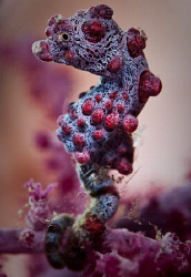 Little Pink Seahorse
Tulamben Wreck Bali
Canon 20D 100m... by Mick Tait 